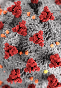 Coronavirus covid 19 coronavirus covid 19